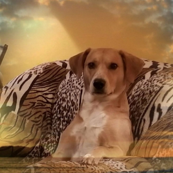 Meet your Posher, Tonya - Picture 5 of 8